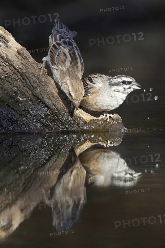 Rock Bunting (Emberiza cia), Castile-La Mancha, Spain