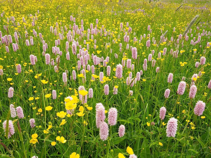 Wild flowers growing in a meadow, Buttercup (Ranunculus acris), and Meadow bistort (Bistorta officinalis), in the Rhön UNESCO Biosphere nature reserve, county Bavaria, German