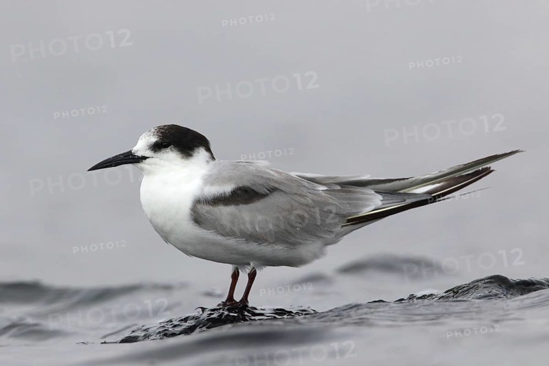 Common Tern-longipennis (Sterna hirundo longipennis), Victoria, Australia
