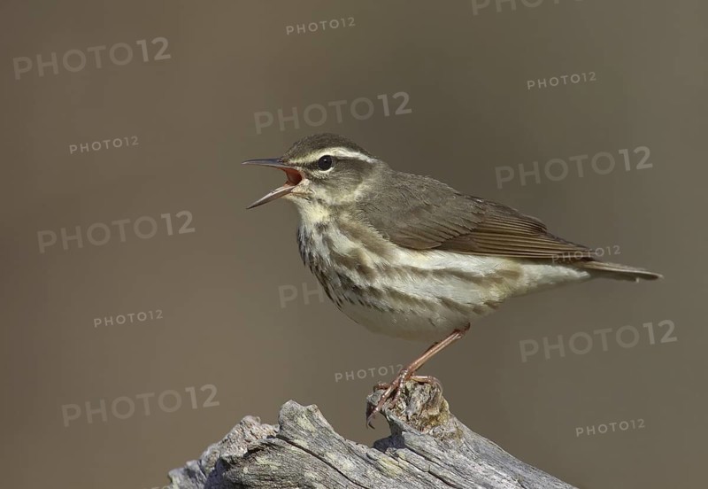 Louisiana Waterthrush (Parkesia motacilla) singing, Ohio, USA