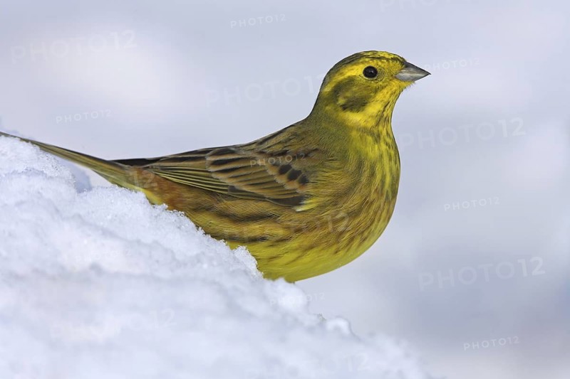 Yellowhammer (Emberiza citrinella), Rhineland-Palatinate, Germany