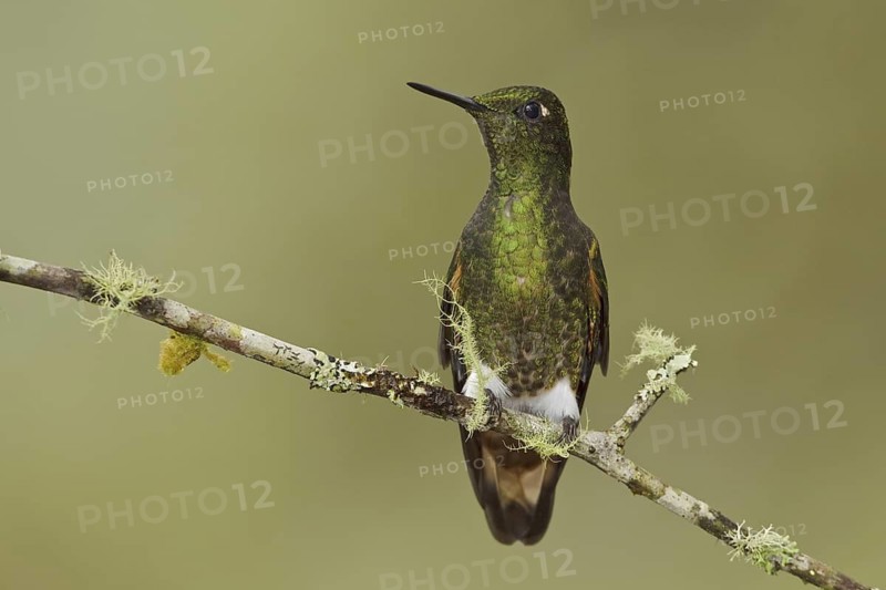 Buff-tailed Coronet (Boissonneaua flavescens), Ecuador