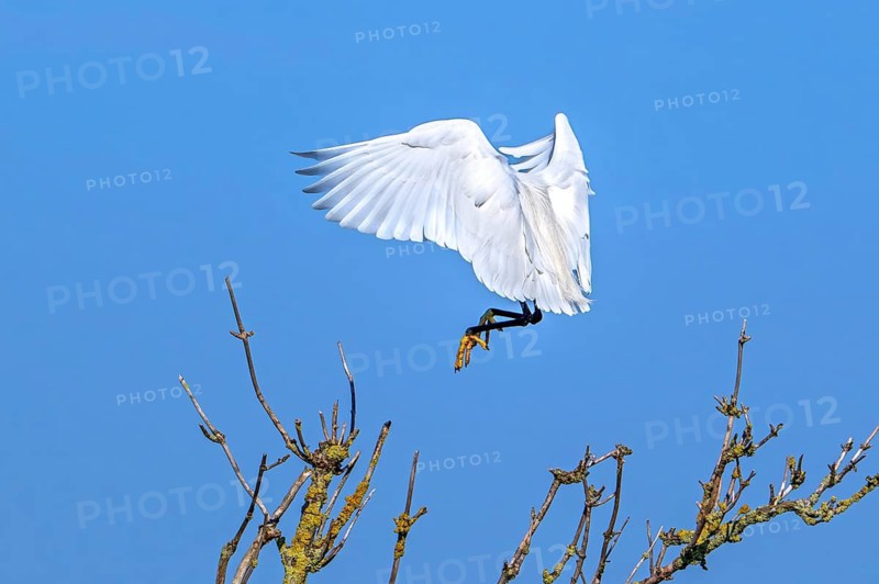 Little egret (Egretta garzetta) in flight, landing in tree in late winter, early spring