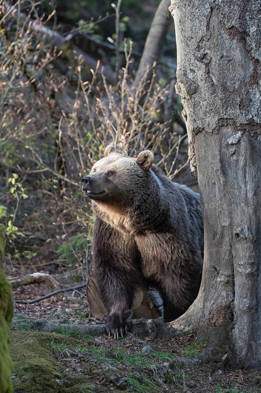 One adult female eurasian brown bear (Ursus arctos arctos) standing left of a tree with a spotlight on his face. Late light with some vegetation in the background