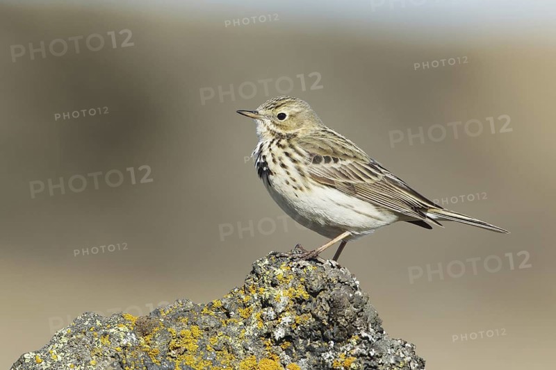 Meadow Pipit (Anthus pratensis), Iceland