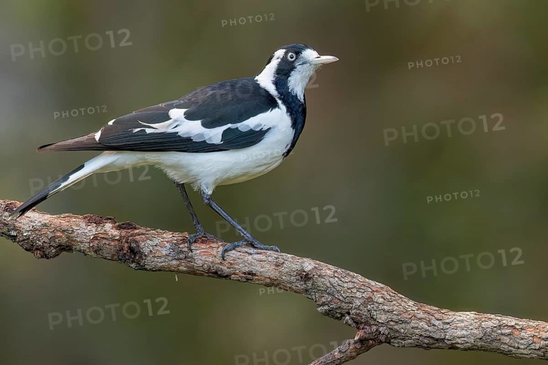 Magpie-lark (Grallina cyanoleuca) perched on a branch in eastern Australia