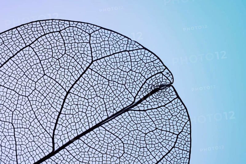 A close-up of a leaf skeleton displaying its intricate vein patterns against a soft blue gradient background, highlighting nature's delicate textures and structures