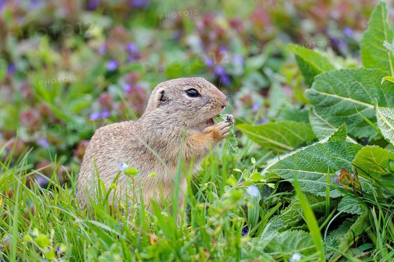 An adult ground squirrel (Spermophilus citellus) eats leaves and flowers on a cloudy day in a green meadow with tall vegetation. Austria