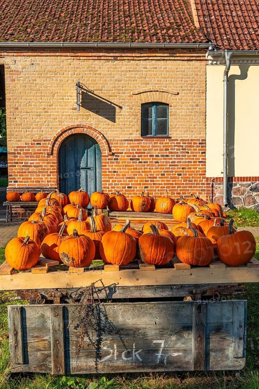 Ripe pumpkins lying on an old wooden trailer in front of a farm shop on a farm, village of Rieben near Beelitz, Fläming, Brandenburg, Germany