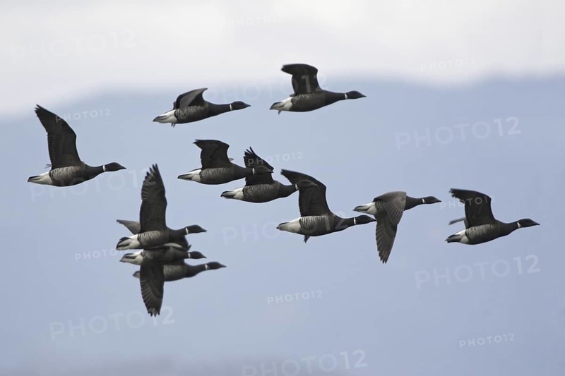 Brant Goose (Branta bernicla) flying, British Columbia, Canada