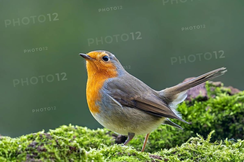 European robin (Erithacus rubecula) perched on moss covered fallen tree looking for insects and other invertebrates in forest in winter