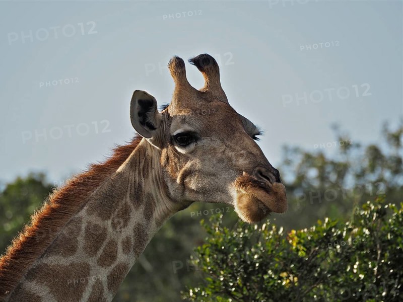 Giraffe (Giraffa camelopardalis)
