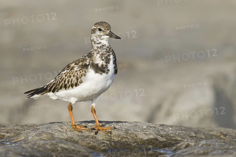 Ruddy Turnstone (Arenaria interpres), New Jersey, USA