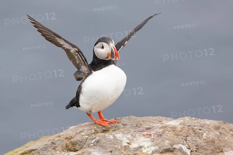 Atlantic Puffin (Fratercula arctica) flapping, Iceland