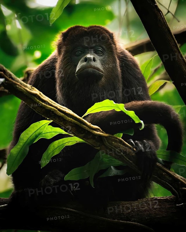 A howler monkey rests on a branch in the lush Belizean rainforest, surrounded by vibrant green foliage. The scene captures the essence of tropical wildlife and biodiversity