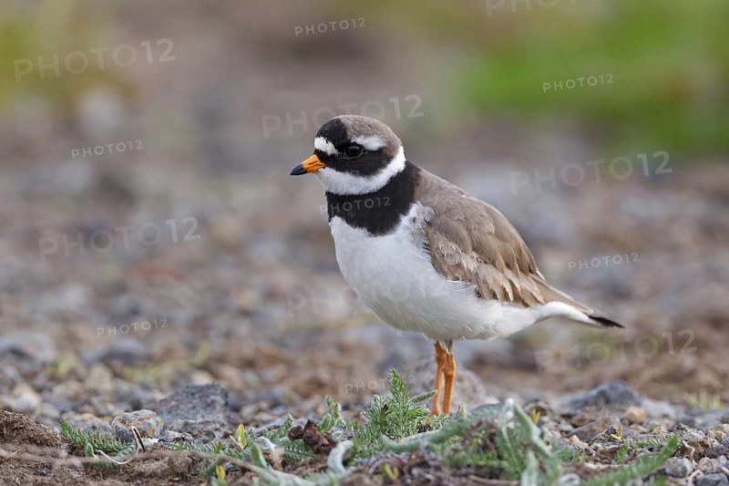 Common Ringed Plover (Charadrius hiaticula), Iceland