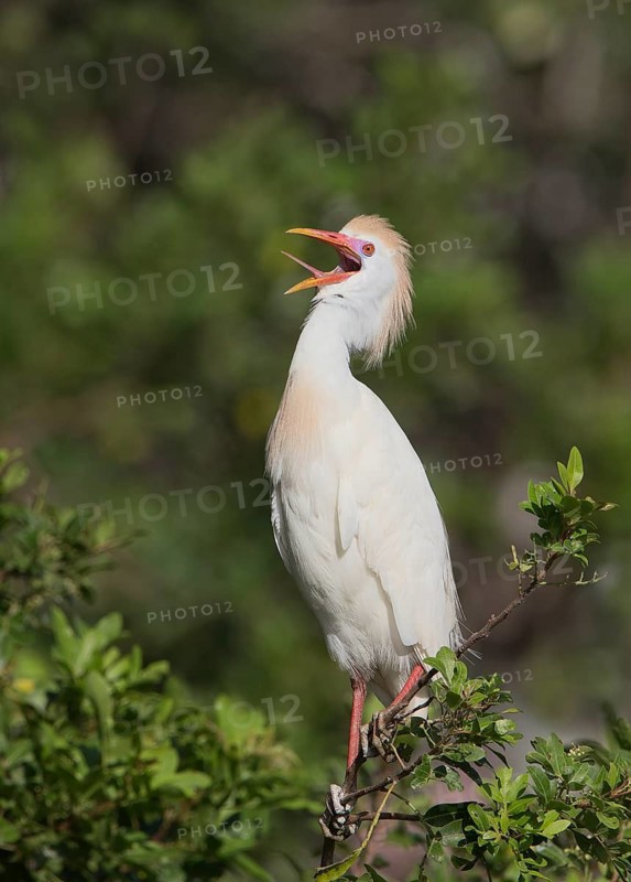 Western Cattle Egret (Bubulcus ibis) male calling, Florida, USA