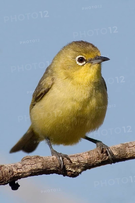 Canary White-eye (Zosterops luteus), Western Australia, Australia