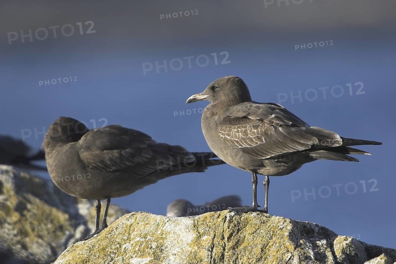 Glaucous-winged Gull (Larus glaucescens), British Columbia, Canada
