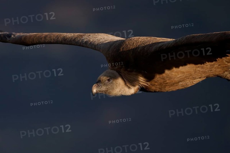 A striking close-up of a griffon vulture flying low, its powerful wings extended as it glides through shadowed skies Captured in Alicante, Spain, highlighting its keen gaze
