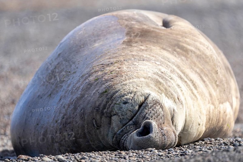 Southern elephant seal (Mirounga leonina), sleeping male with closed eyes lying on a pebble beach, Valdés Peninsula, Chubut Province, Argentina