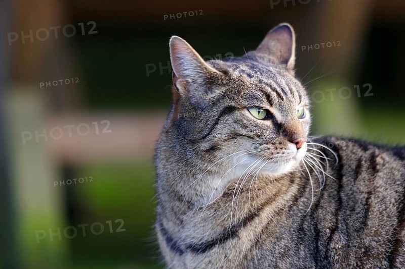 Domestic cat (Felis catus), portrait, grey tabby, cute, The cat has turned its head and looks back