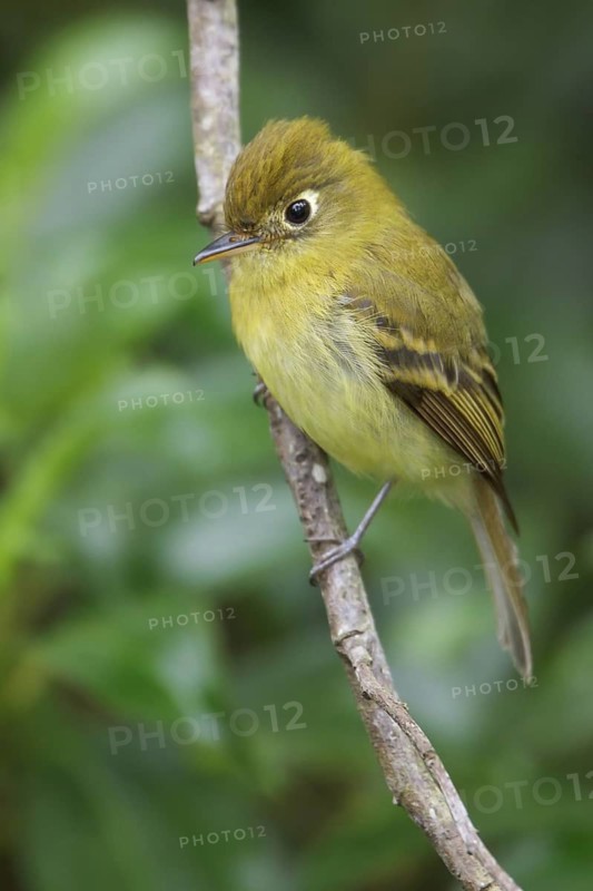 Yellowish Flycatcher (Empidonax flavescens) perched on a branch in Costa Rica, Central America