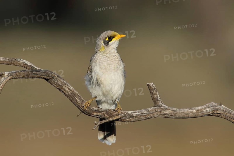 Yellow-throated Miner (Manorina flavigula) perched on a branch, Victoria, Australia
