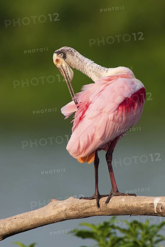 Roseate Spoonbill (Platalea ajaja), Texas, USA