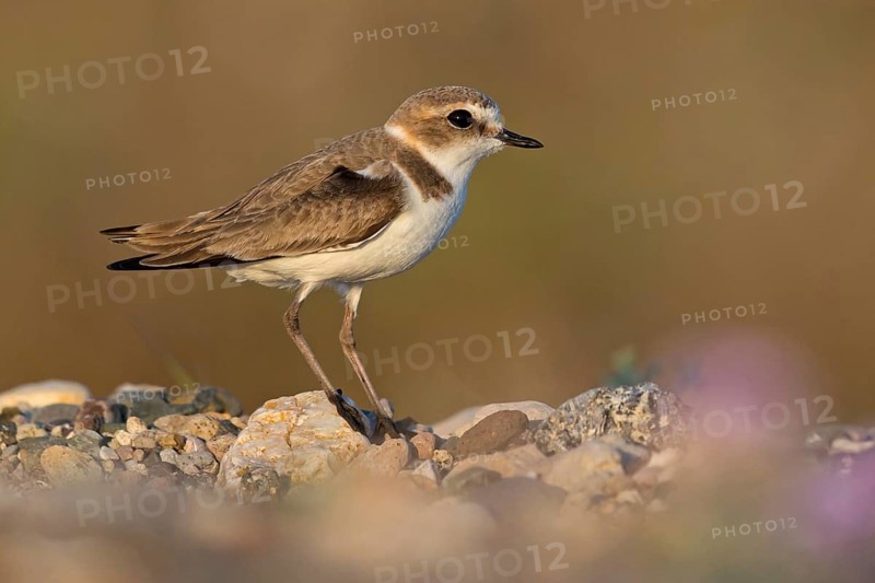 Kentish plover, Charadrius alexandrinus, Lesbos, Greece
