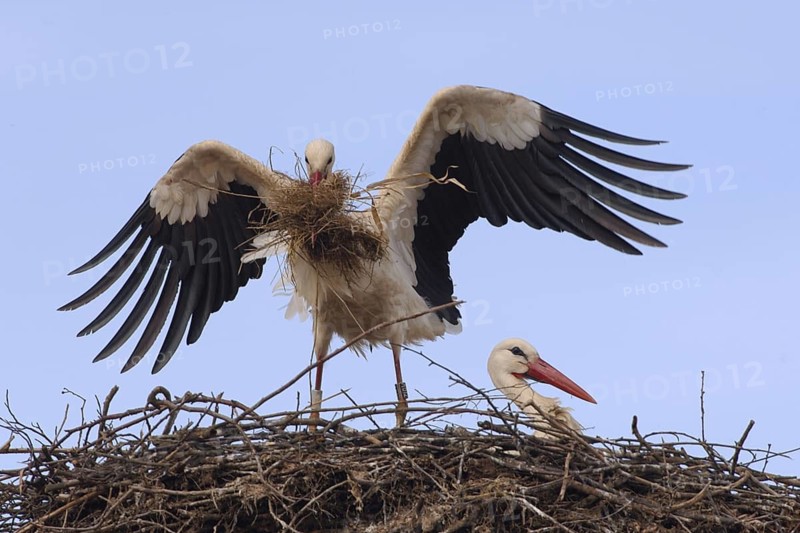 White Stork (Ciconia ciconia) nest, North Rhine-Westphalia, Germany