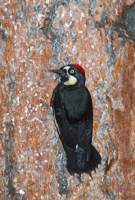 Acorn Woodpecker Melanerpes formicivorus White Mountains, Arizona, United States August Adult Female clinging to Ponderosa Pine (Pinus ponderosa) Picidae