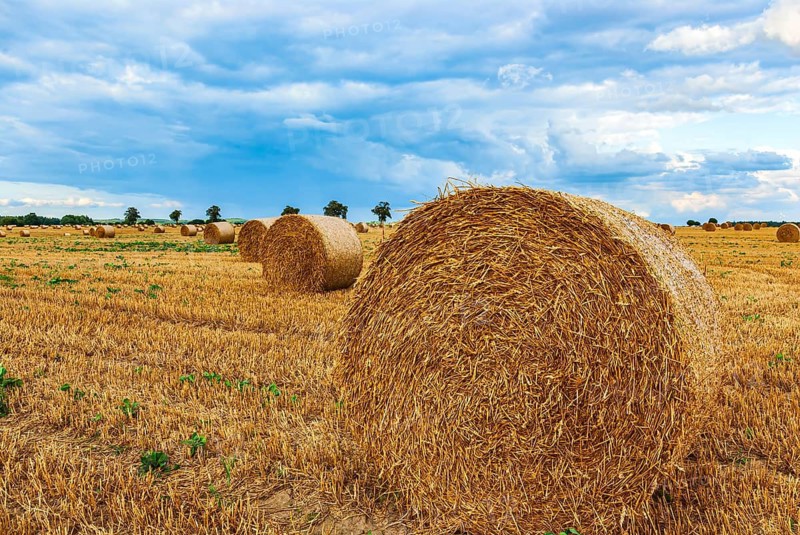 Straw bales on a harvested grain field tell of the end of summer in the countryside near Altentreptow, Mecklenburg-Western Pomerania, Germany. Straw Bales on a Harvested Grain Field Herald the End of Summer in the Countryside near Altentreptow, Mecklenburg-Western Pomerania, Germany