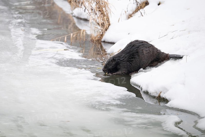 European beaver (Castor fibre), beaver with gnawed branch in its mouth at the edge of a river bank in winter, Tyrol, Austria