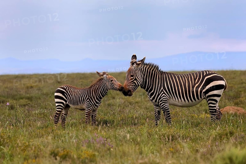 Cape Mountain Zebra (Equus zebra), adult, female, mother, juvenile, social behaviour, Mountain Zebra National Park, Eastern Cape, South Africa