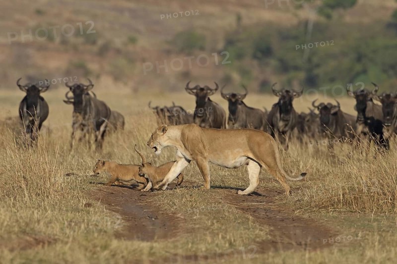 African Lion (Panthera leo) female walks with her two cubs under the scrutiny of a herd of Wildebeest (Connochaetes taurinus) on the Masai Mara, Kenya