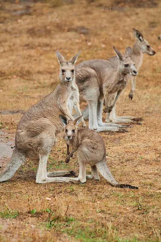 Eastern grey kangaroos (Macropus giganteus) standing on a tried up meadow, raining, Bavaria, Germany