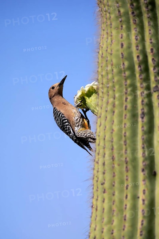 Gila woodpecker (Melanerpes uropygialis), adult, male, on Saguaro cactus flower, foraging, Sonoran Desert, Arizona, North America, USA