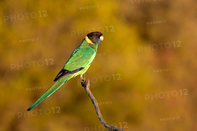 Australian Ringneck (Barnardius zonarius), South Australia, Australia
