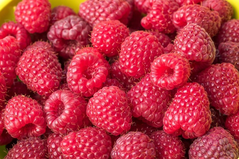 Autumn raspberry (Rubus idaeus 'Polka'), Cambridge Botanical Garden, Germany