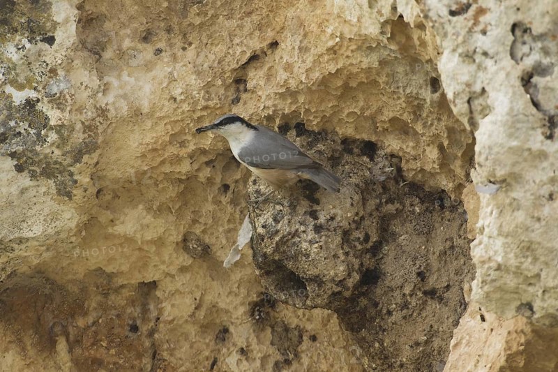 Eastern Rock Nuthatch (Sitta tephronota), Turkey