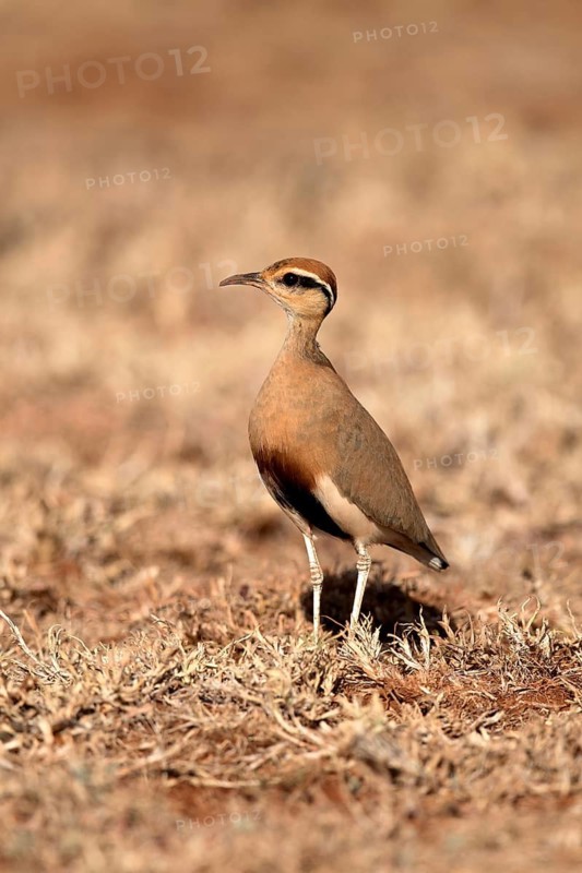 Temminck's Courser (Cursorius temminckii), Oromia, Ethiopia