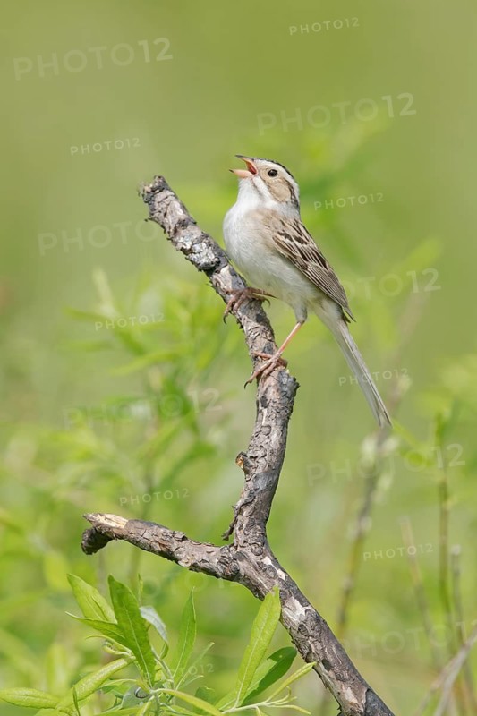 Clay-colored Sparrow (Spizella pallida) singing, Minnesota, USA