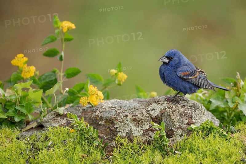 Blue Grosbeak (Passerina caerulea) male perched on a branch, Texas, USA