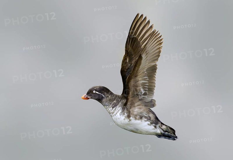 Parakeet Auklet (Aethia psittacula) flying, Alaska, USA