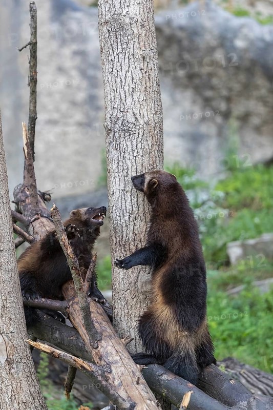 Two wolverine, (Gulo gulo), playfighting in a tree. A grey cliff and some rocks and green vegetation in the background