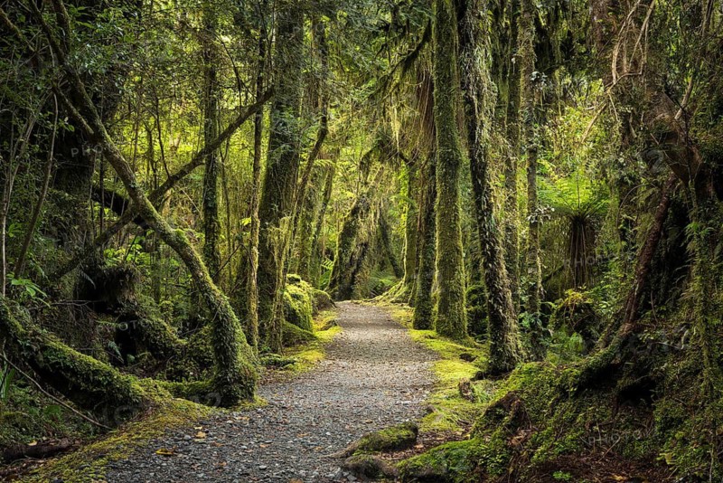 Hiking trail through wooded landscape with mossy trees. Minnehaha Walk, Fox Glacier Area, Westland Tai Poutini National Park, West Coast, South Island, New Zealand