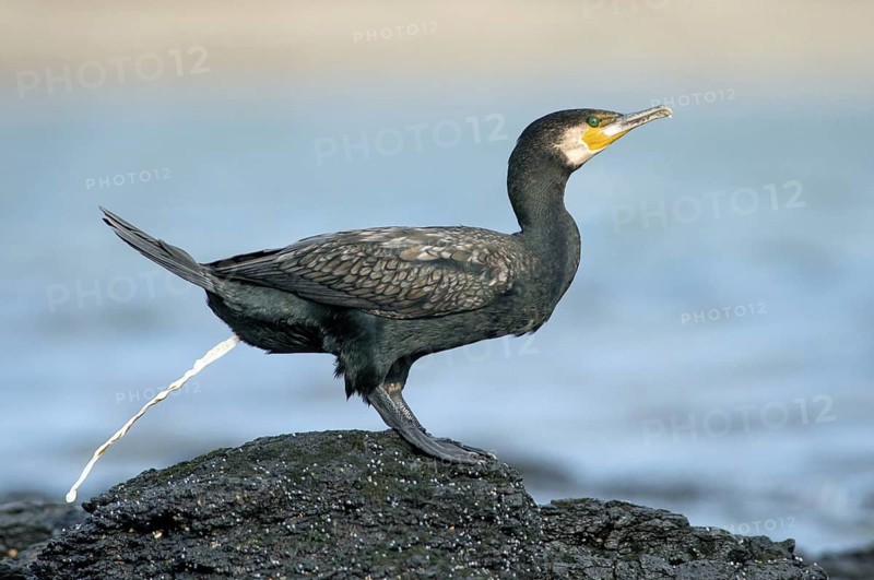 Great Cormorant (Phalacrocorax carbo), Victoria, Australia