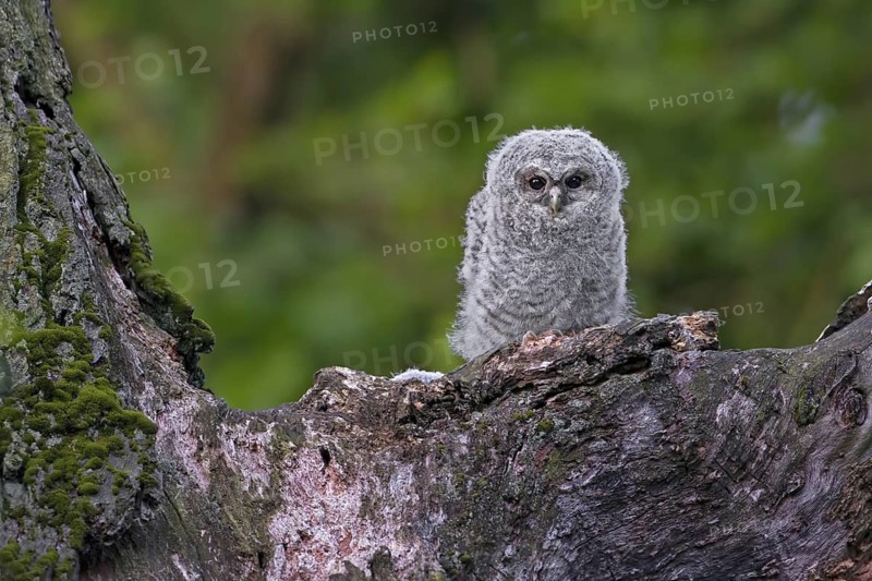 Tawny Owl (Strix aluco) juvenile, Saxony-Anhalt, Germany