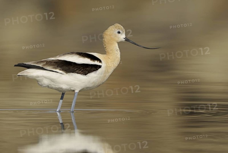 American Avocet (Recurvirostra americana), Alberta, Canada